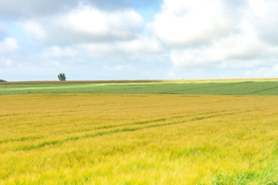 Campos coloridos