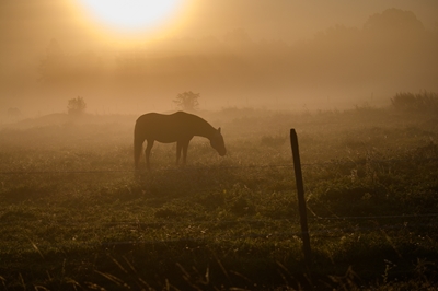 Horse in morning fog