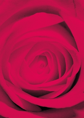 Rote Rose