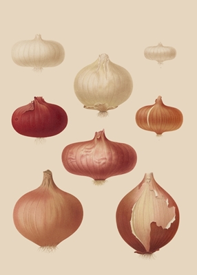 Several varieties of onions