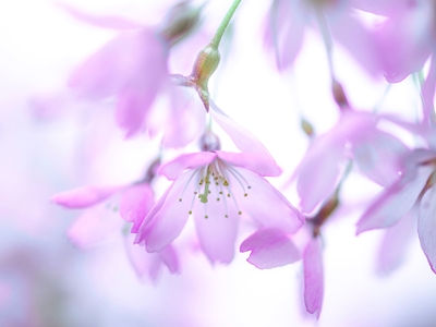 Flores da primavera