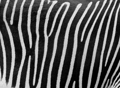 Zebra Stripes