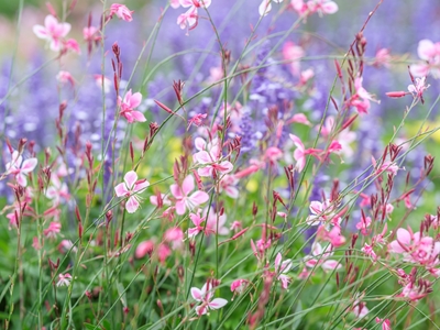 Blommig symfoni elegans