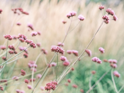 Beatitudine di campo rosa tenue