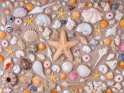 Seashell Collection