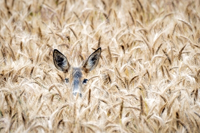 Camouflaged Deer