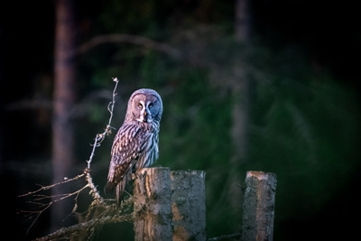 Great Grey Owl