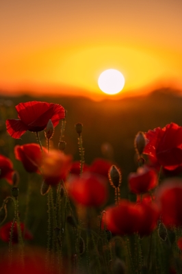 Coucher de soleil d’été