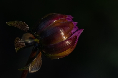 Botón floral