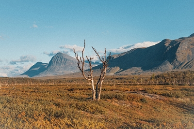 Bouleau de montagne