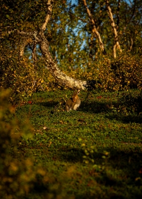 Conejo de montaña