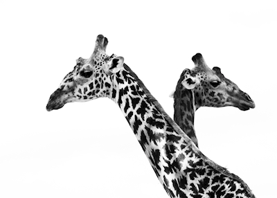 Tweekoppige Giraf
