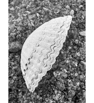 Seashell on the beach