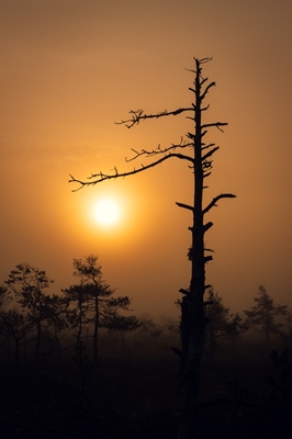 Nebliger Sonnenaufgang