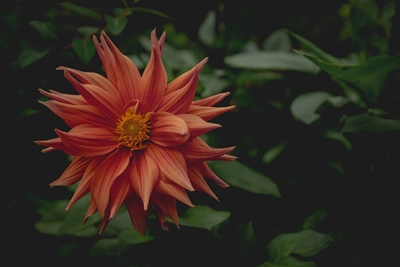 The mystery behind the Dahlia