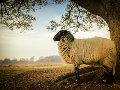 Drents Heideschaap op de heide