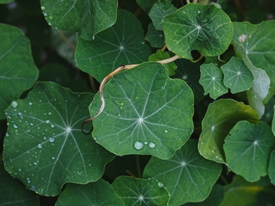 Goccioline d'acqua sulle foglie di crescione