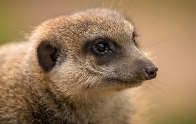 Close-up portrait of a Meercat