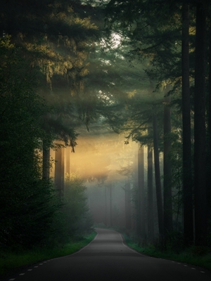 Zonneharpen in het Speulderbos