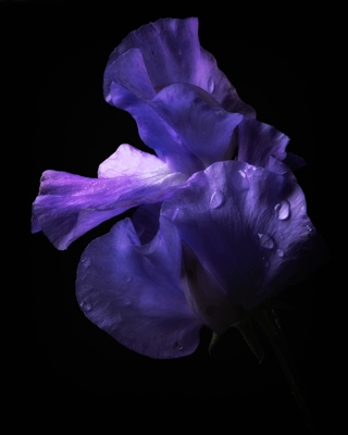 Violette genade