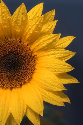 Girasol sobre fondo azul oscuro