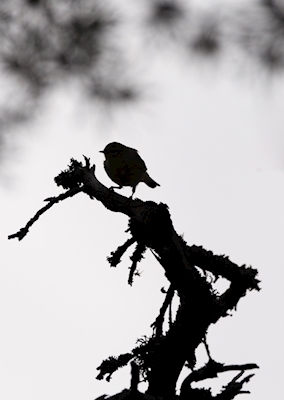 Silhuett blad warbler