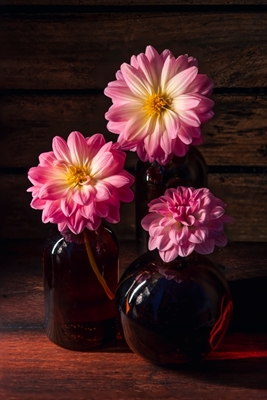 Three pink Dahlias