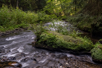 Le sauvage Polenz