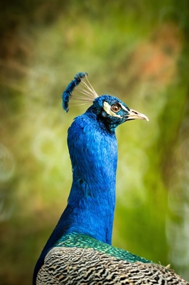 Retrato de pavo real