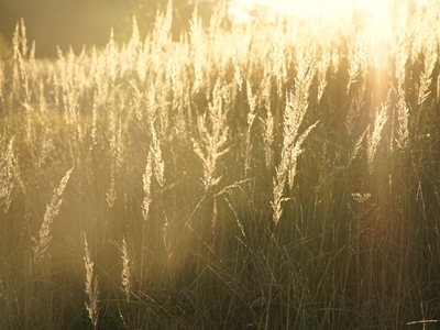 Sun rays in the grass