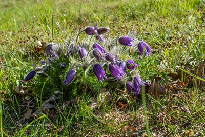 Paksiba ja Pulsatilla vulgaris