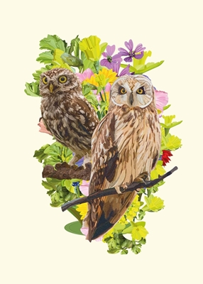 owls