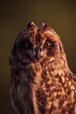 Short-eared owl 