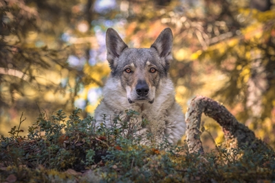 Regard