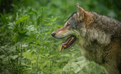 European Grey Wolf Portret