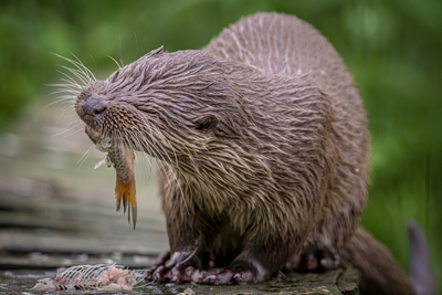 European Otter eats a fish