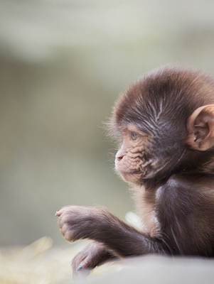 Schattig baby aapje portret