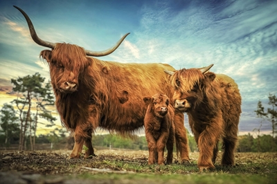 Scottish Highlander and calves