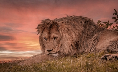 Leeuw tijdens zonsondergang