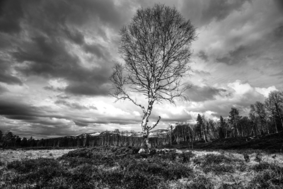 Frühling in den Bergen s/w