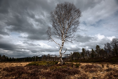 Vår i fjällen