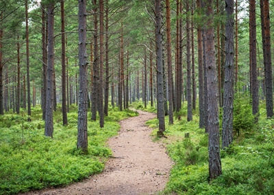 Path in the woods