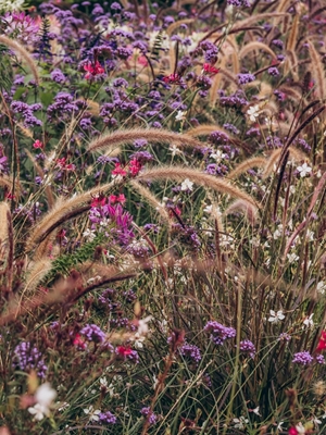 Flores de otoño