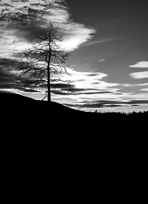 Tree in silhouette