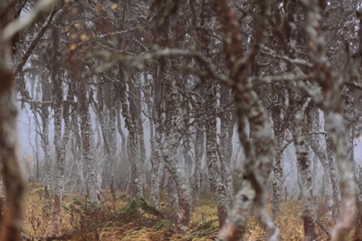 Bouleau de montagne automne