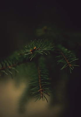 tree branch in close-up