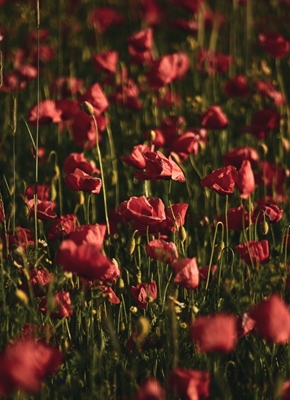 Field of poppies