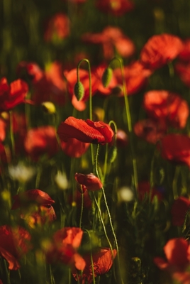 Mohn bei Sonnenuntergang  