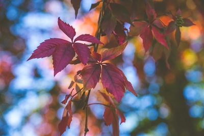 Colours of Autumn