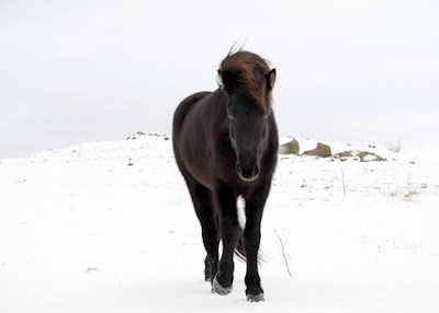 Islandsk hest